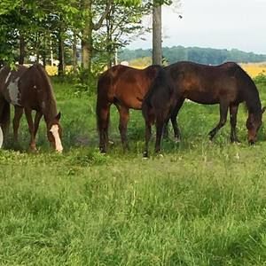 Meet your Posher, Tracy